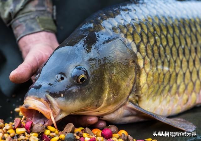 正版鱼饵市场价十多块山寨鱼饵进货价只要3块，鱼饵市场水有多深  -图4