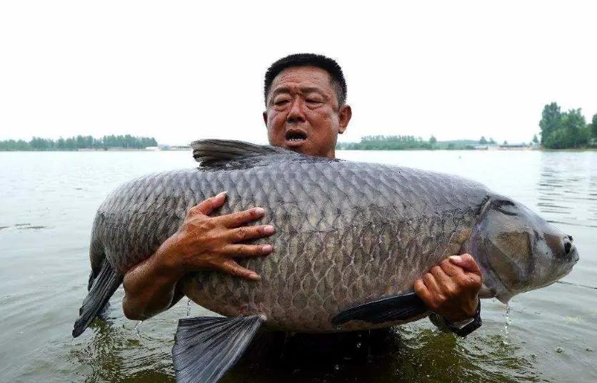 揭秘“网红”钓鱼大师爆护真相，不要期望成为他们，可能性太低！  -图4