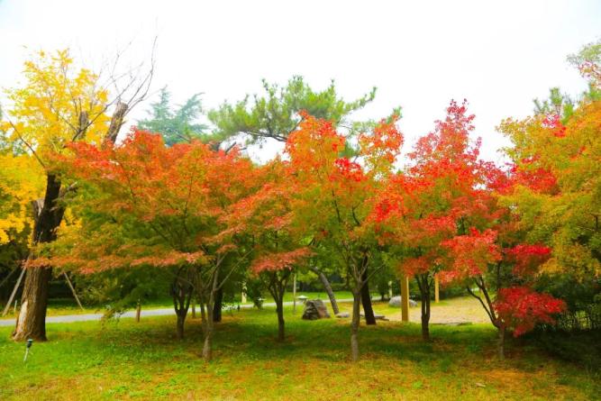 到龙门石窟“捡秋”！景区最新售票/闭园时间调整为…-图9